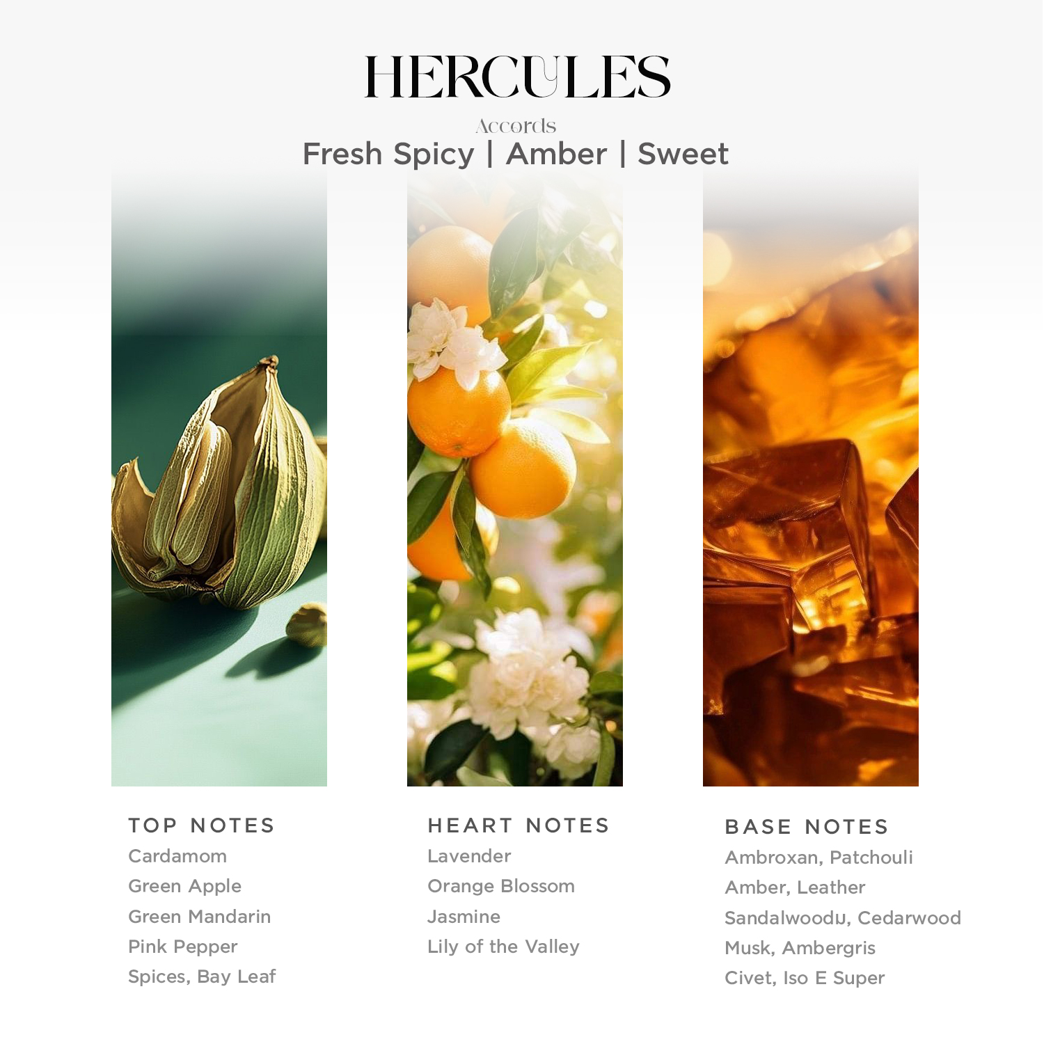 HERCULES EDP - Image 3